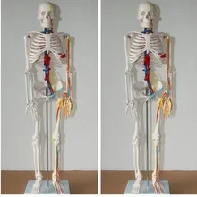 

Medical Human Skeleton model 85cm with heart and Artery spine