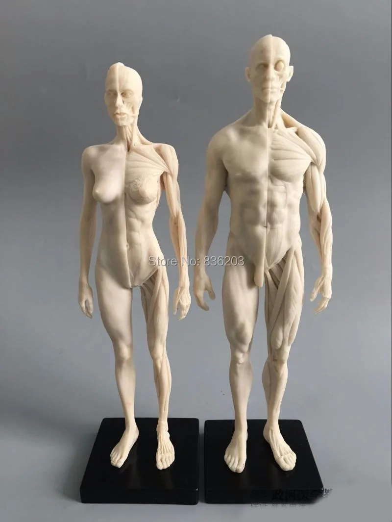 

1:6 30cm white Human anatomy Male&female Flesh Anatomy comparative anatomy set skull brain skeleton dental camera make up model