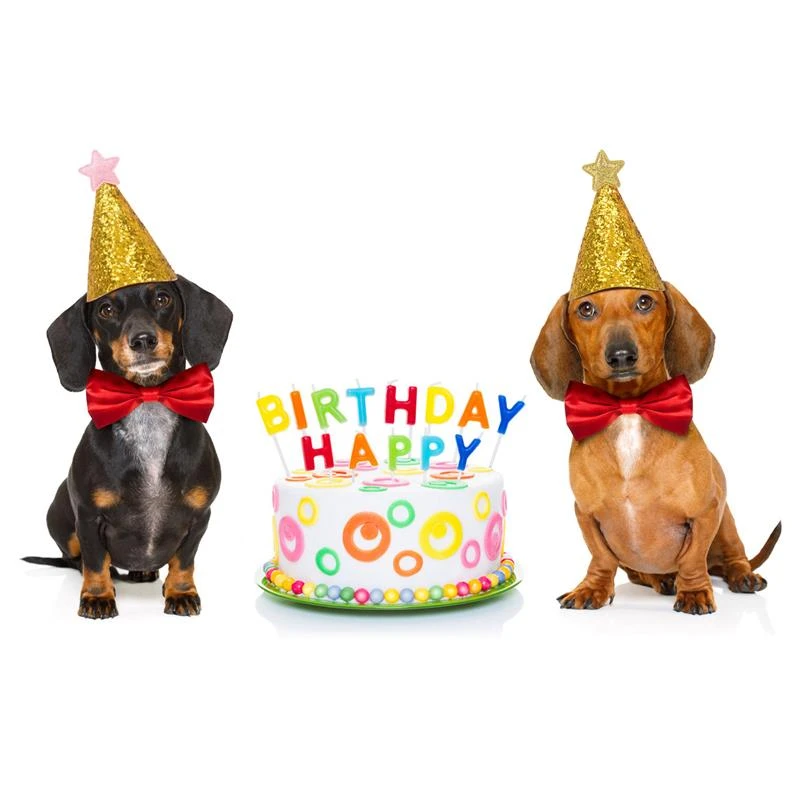 2 Unidsset Gorro De Fiesta De Perro De Cumpleaños Para Masc 2 Unidsset Gorro De Fiesta De Perro De Cumpleaños Para Masc