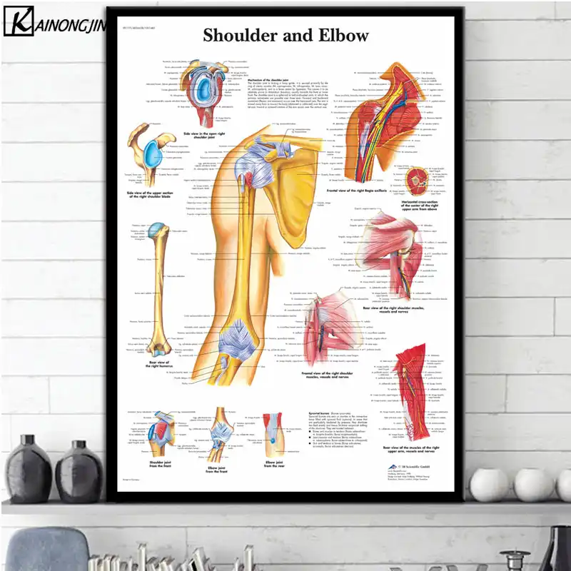 Anatomy Chart Hd