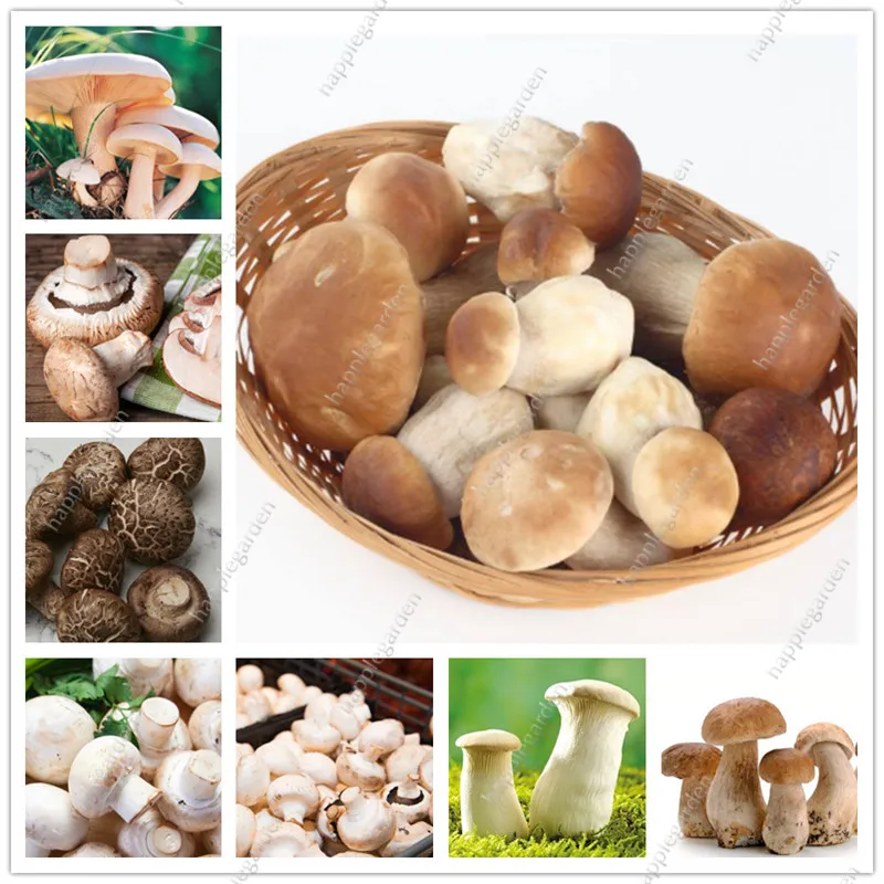 

Hot sales! 500 pcs/bag Mushroom bonsai Funny Succlent Plant Amazing Edible Health Vegetable For Happy Farm Free Shipping