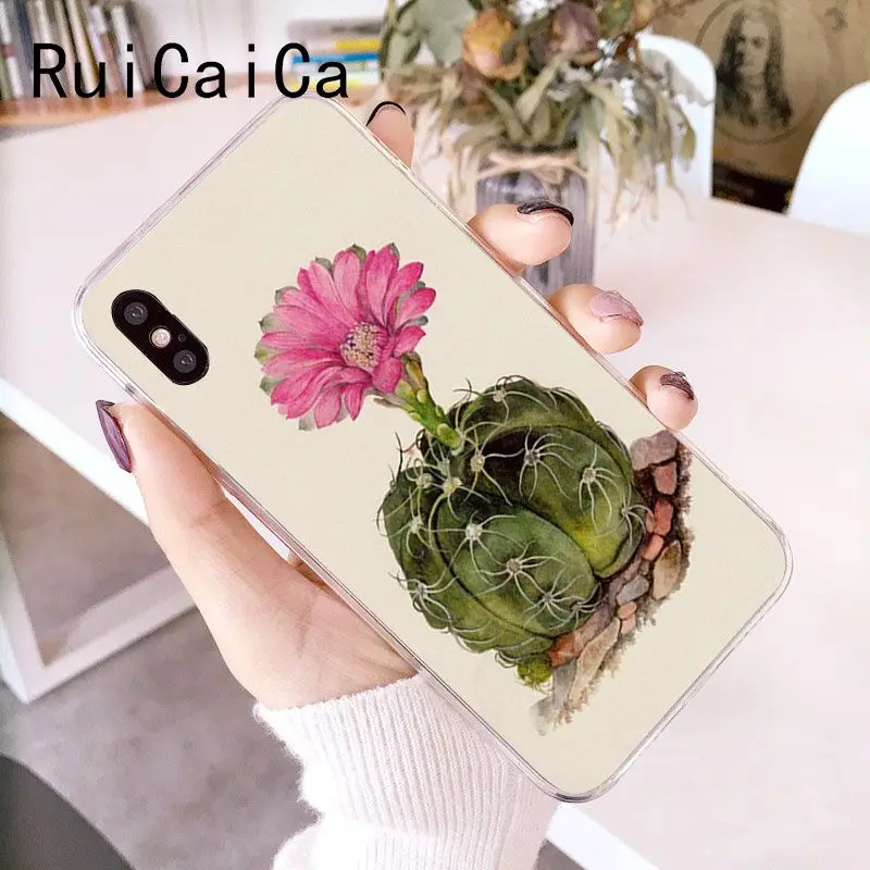 Candy Color Art Cactus Plant