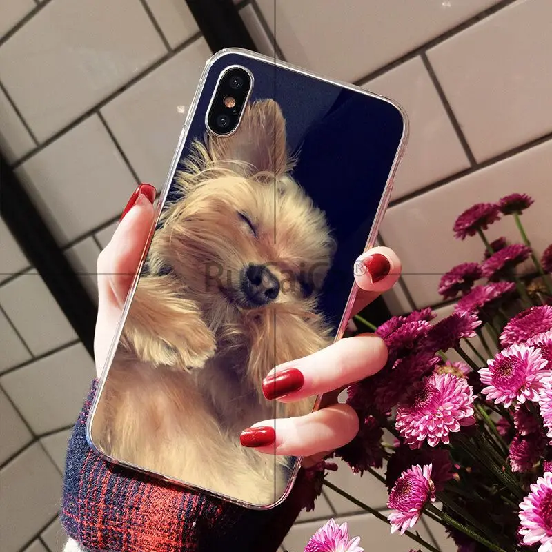 Yorkshire Terrier Dog