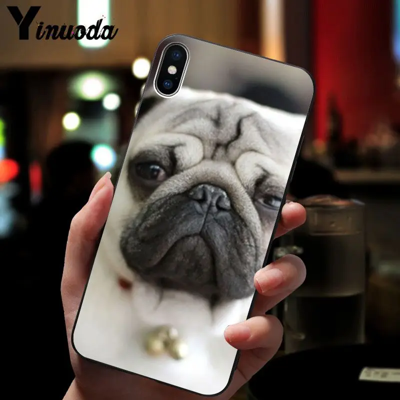 Cute pug dog