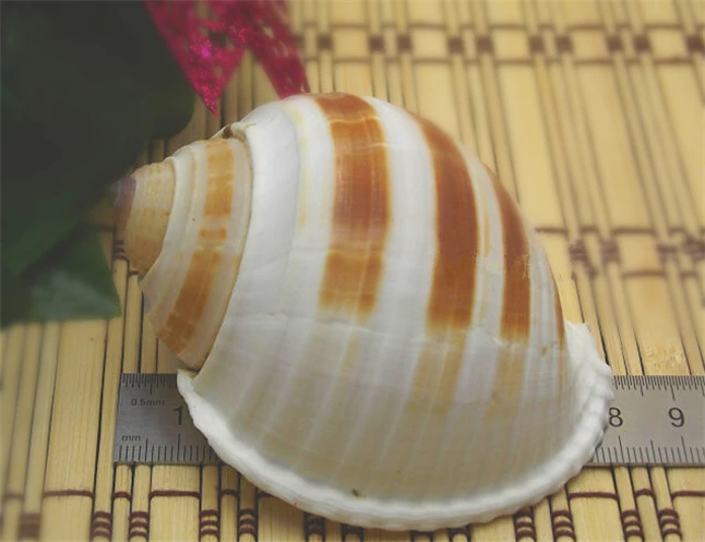 Conch Roll1.jpg