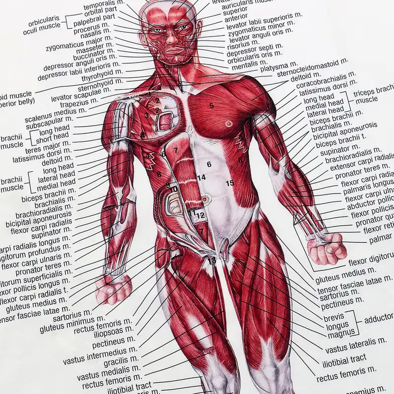 Body Muscle Chart