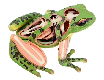 

Animal Anatomy Model Frog 4D Education Science Toys Assembled Animal Anatomy Frog Model Medical Use Science Anatomic Model