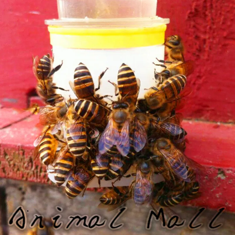2 Pcs Drinking Fountain Bee Queen Bee Drinking Water Equipment Easy