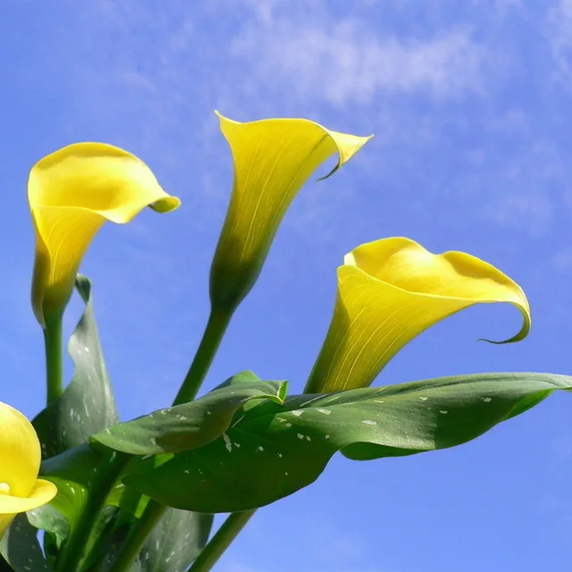 1pcs Bulb Rare Yellow Calla Lily Bulbs Perennial Bonsai
