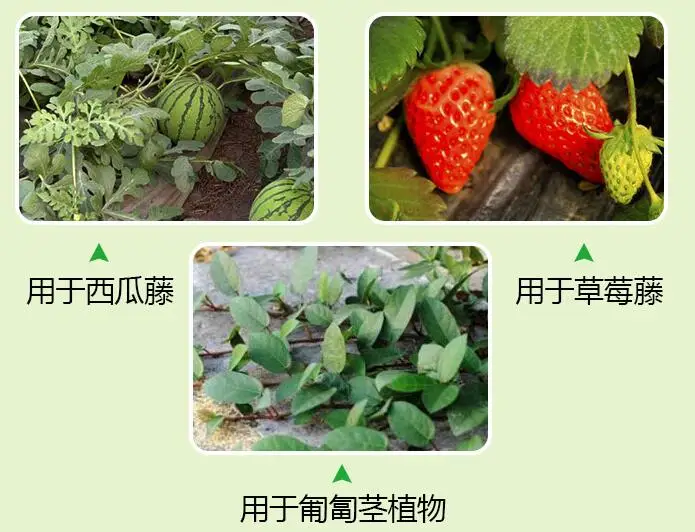 50pcs! Plastic Plant climbing Support Clips Plant vine holder for Flower Strawberry seedling Tomato Garden Buildings supplies 50pcs! Plastic Plant climbing Support Clips Plant vine holder for Flower Strawberry seedling Tomato Garden Buildings supplies