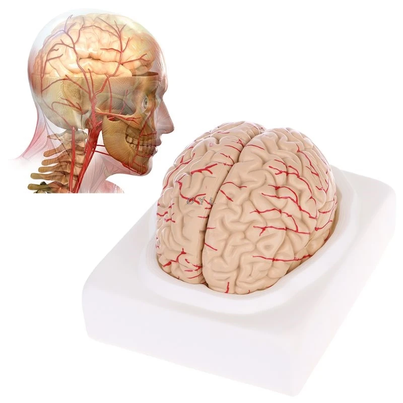 

PVC Disassembled Anatomical Brain Model for specially for Anatomy Medical Teaching Tool