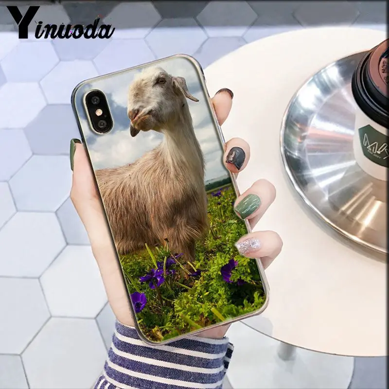 Darcy hedgehog Sheep