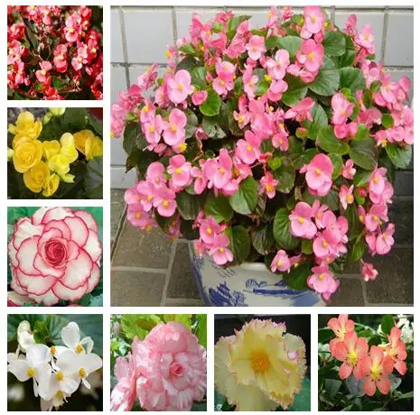 

Mix Colors Begonia flower Rare 100 Pcs Malus Spectabilis Balcony Patio Bonsai Rose Rieger Flower Bonsai For Home Garden Planting
