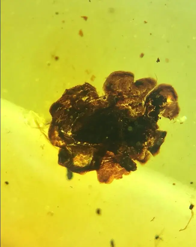 

Cretaceous a flower burmite Myanmar Amber insect 100 million years lynx stone ring surface for men wome golden jewelry accessory