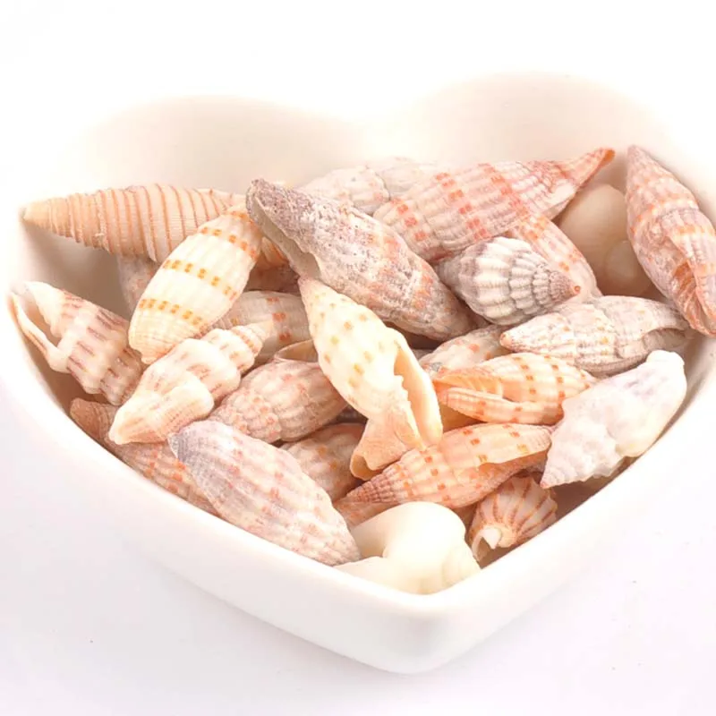 

22-28mm no hole Natural spot Shell vortex pattern for DIY handmade Jewelry SeaShells Scrapbook decoration 25pcs TRS0247x