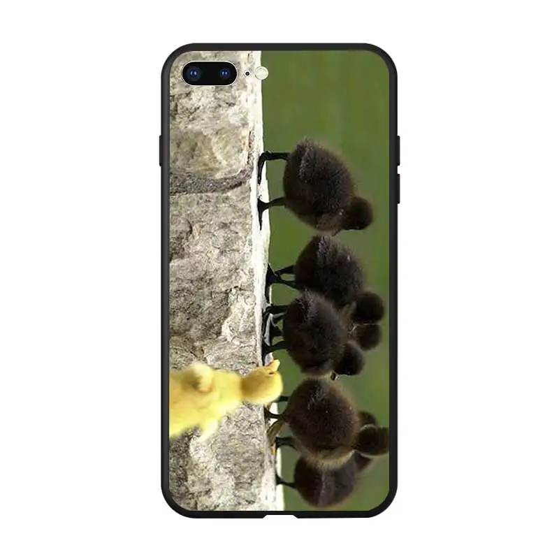 duck8