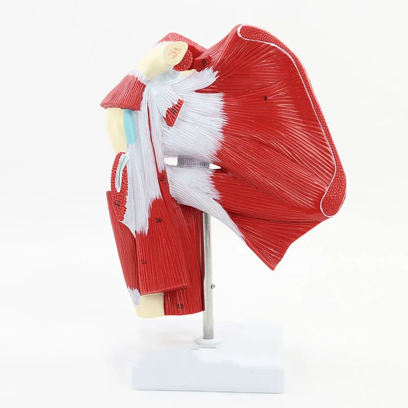 Human Upper Limb Anatomical Model with Muscle Joint Humans Skeleton Anatomy Medical Teaching Supplies | Канцтовары для офиса и