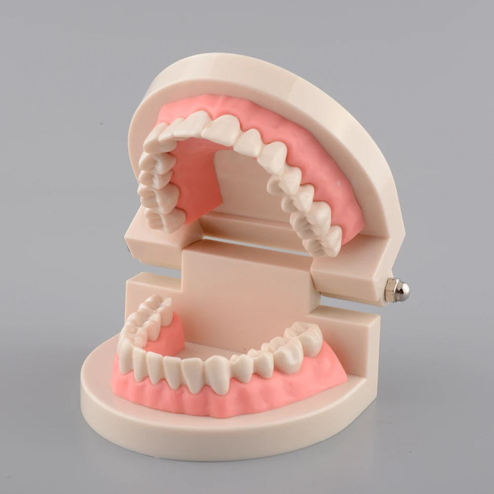 

White Adult Teeth Model Standard Dental Teaching Study Typodont Demonstration Tool for Oral Medical Education Teeth Model Tool