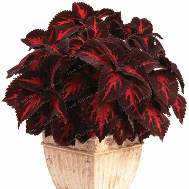 50PCs Chinese Bonsai Coleus Bonsai Mini Foliage Plants Perfect Color