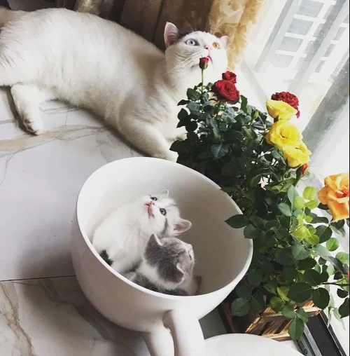 QQ20170712165200