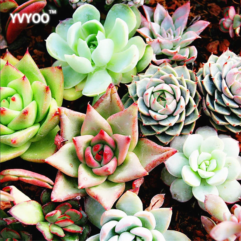 YVYOO 100 шт Смешанные Мини литопс Бонсай Кактус растения бонсай-суккулент балкон горшечных цветов для дома и сада украшения B50 YVYOO 100 шт Смешанные Мини литопс Бонсай Кактус растения бонсай-суккулент балкон горшечных цветов для дома и сада украшения B50