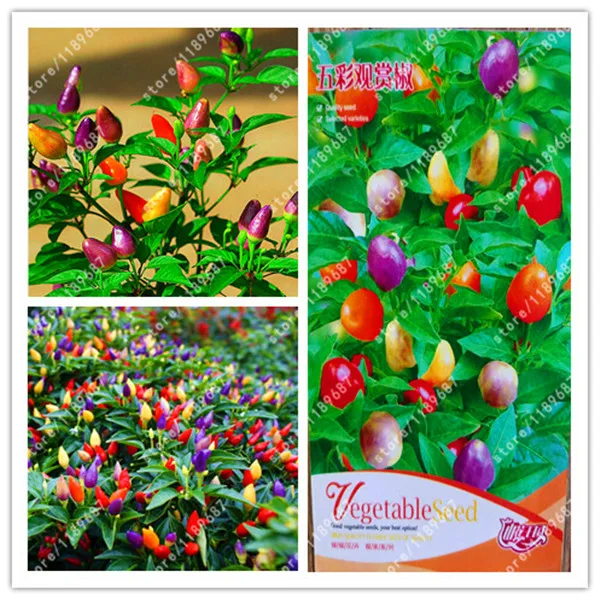 Оригинальный посылка-True Peter Pepper Chili супер разноцветные Декоративные горячий перец растение овощи для домашние, садовые растения