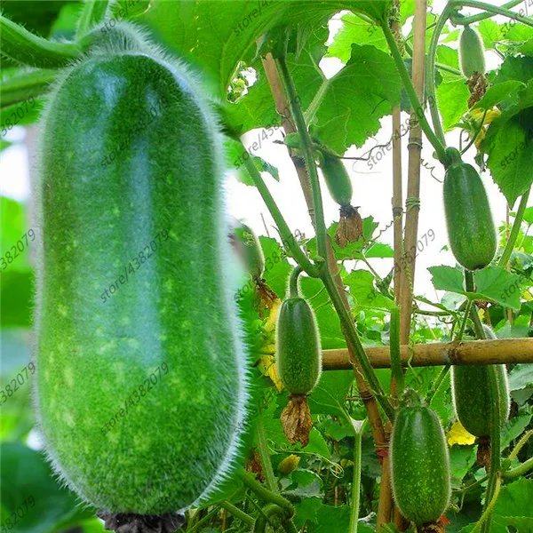 

20pcs melon Sowing 4 Seasons Courtyard Balcony Potted Chinese Organic Vegetables
