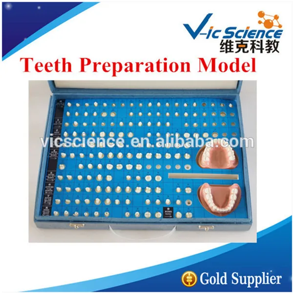 Teeth Preparation Model/Cavity Preparation Model/Prosthodontics Model retention in maxillo facial prosthodontics