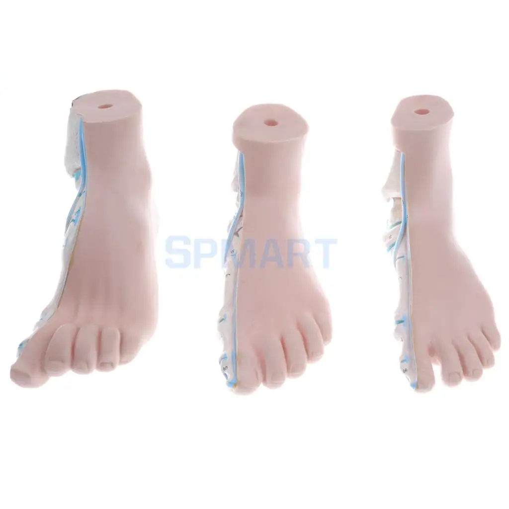 1:1 Lifesize Set of 3 Pieces Human Normal Flat Arched Foot Anatomical Model Lab Equipment