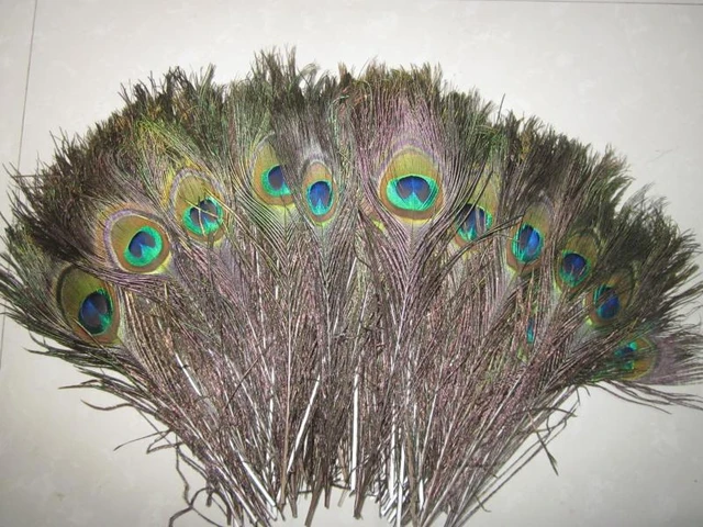 Plumas de Pavo Real  Peacock feathers, Peacock, Peacock pictures