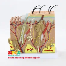 4D 50X Enlarged Human Skin and Hair Organs Assembling Medical Teaching Model Manikin Science Anatomy Model Stationery for school