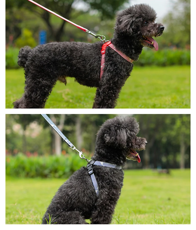 puppy collar set (11)