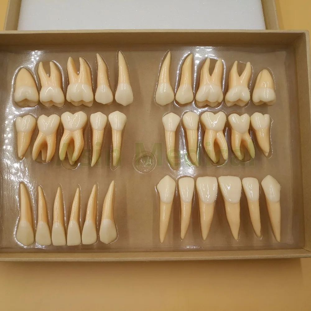 

New Arrival 2.5 times 32 pcs adult permanent teeth model Dental gift Communication Tooth Models Odontologia