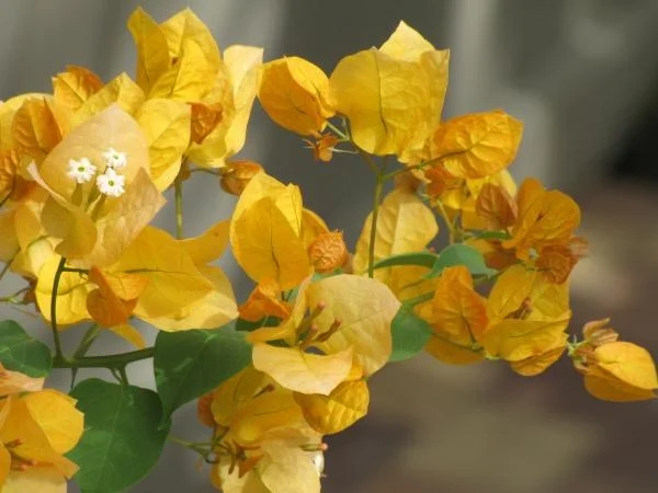 AL 100 Nouveau r/éel Blooming Plantes rares bleu Bougainvillea spectabilis Willd Bonsai Graines de plantes
