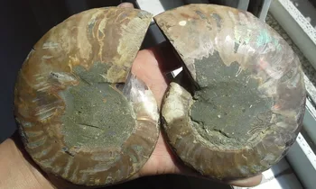 

346g 1 Pair Half Cut Ammonite Shell Jurrassic Fossil Specimen