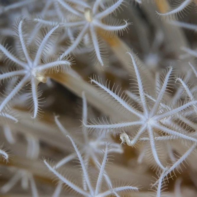 Soft coral polyps growing on a reef in Indonesia Poster Print (17 x 11)