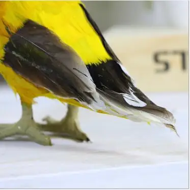  WYZHY Simulation bird feather jaundice model toy teaching photography soft props 21CMx8CMx14CM - 32965780279