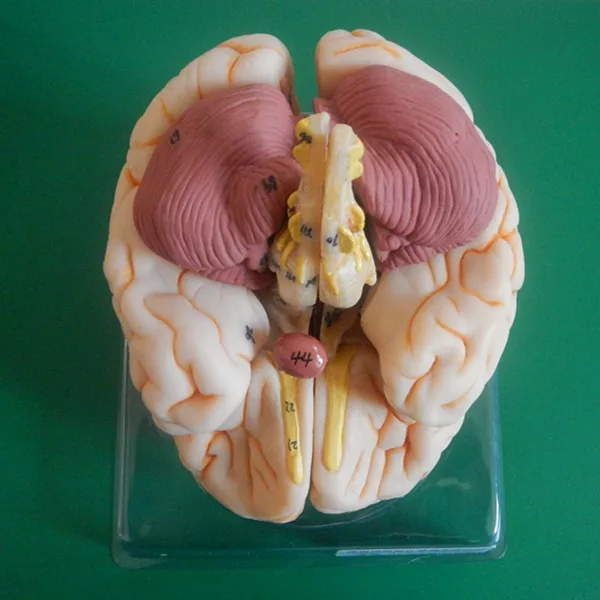 ISO Deluxe Human Brain model, Anatomical Brain Model