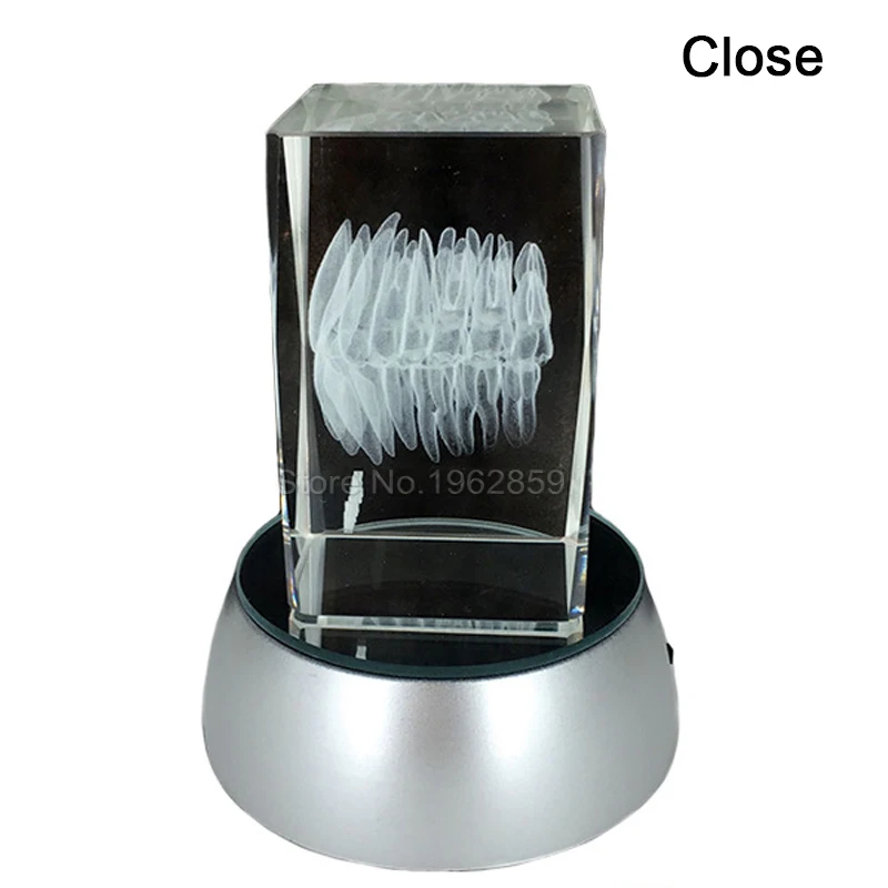 Tooth-Model-Clear-Crystal-Stand-With-LED-Lamp-3