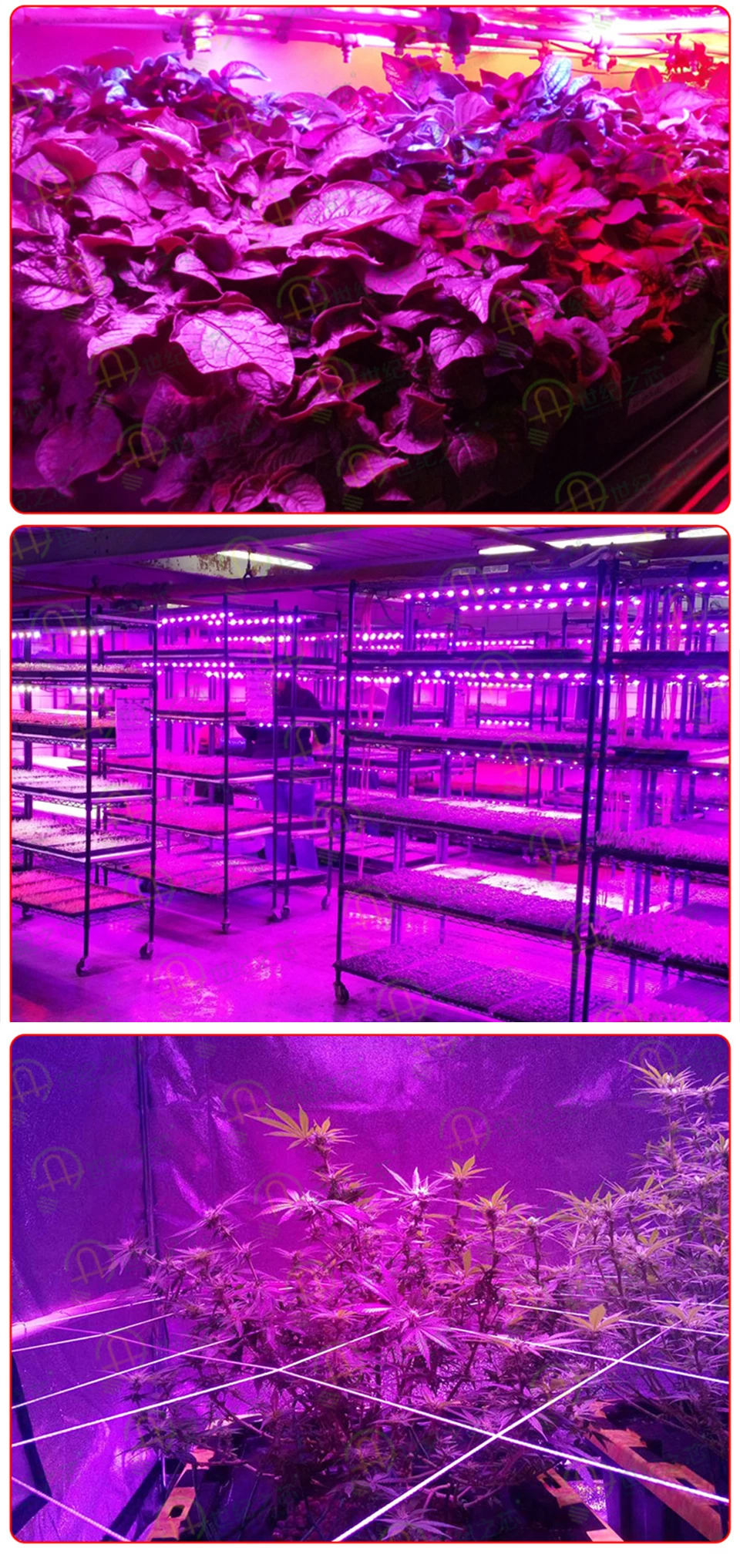 13 1 Led Grow Light Fitolamp 100W 150W Fitolampy For Seedlings Phyto Lamp For Plants IP67 COB Full Spectrum Indoor Grow Tent Box Lamp