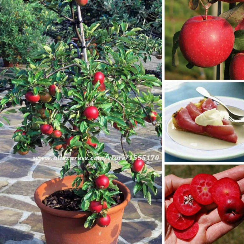 Awesome Dwarf Apple Tree Red Devil Malus domestica Hardy & Self fertile