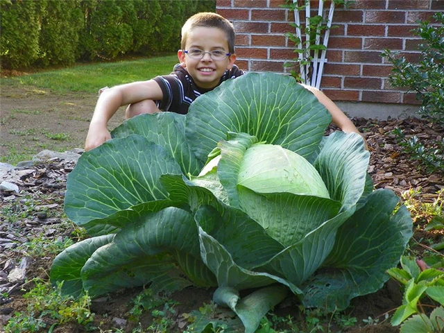 Giant Rare Cabbage Seeds, Vegetable Seed, 200pcs/pack