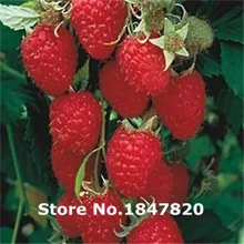 GGG Rare raspberry Seeds, 10 kinds 100 Mix Colors friut Seeds, High survival Rate for Home and Garden.