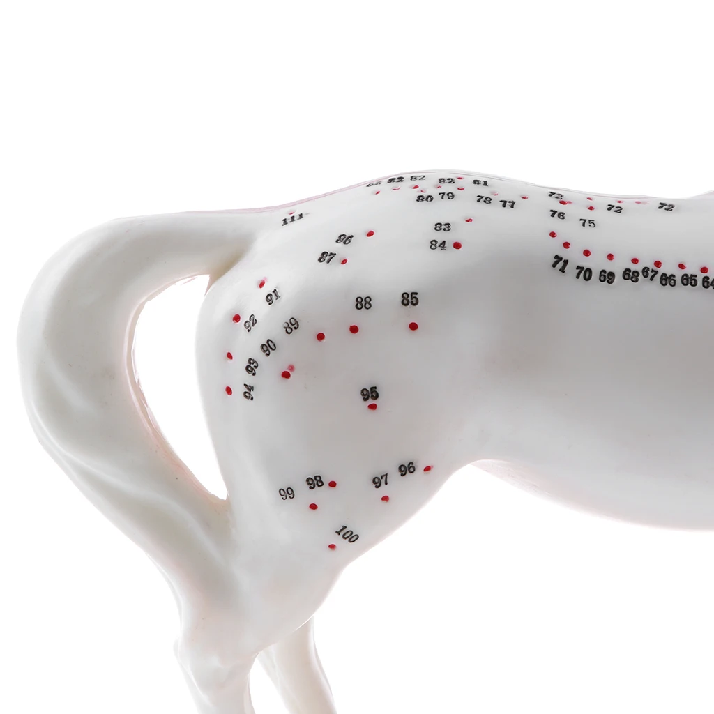 Professional 114 Acupuncture Points Horse Anatomical Model School Teaching Display Lab Supplies