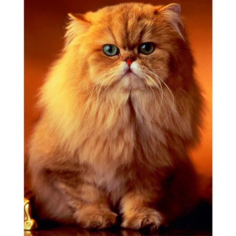 Persian cat 30x40 diy diamond painting square rhinestoneliving Persian cat 30x40 diy diamond painting square rhinestoneliving