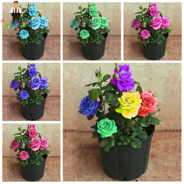 50 Rainbow Chinese Rose Tree Bonsai Mini Beautiful Yard 50 Rainbow Chinese Rose Tree Bonsai Mini Beautiful Yard Flower Easy Grow Pretty For Home Garden Pots Planters 2017 New