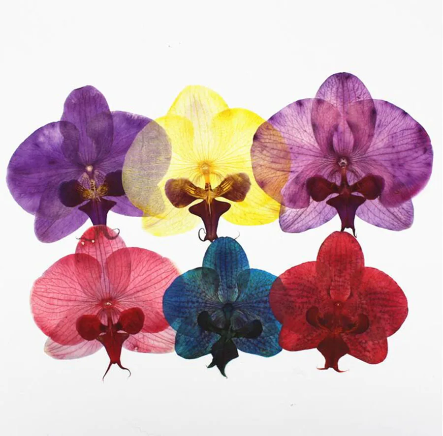 окрашенные орхидеи