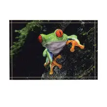 Дикие животные DecorSafari красно-глазная лягушка, лежащая на скользкой каменной стене коврик для ванной нескользящий дверной коврик для пола
