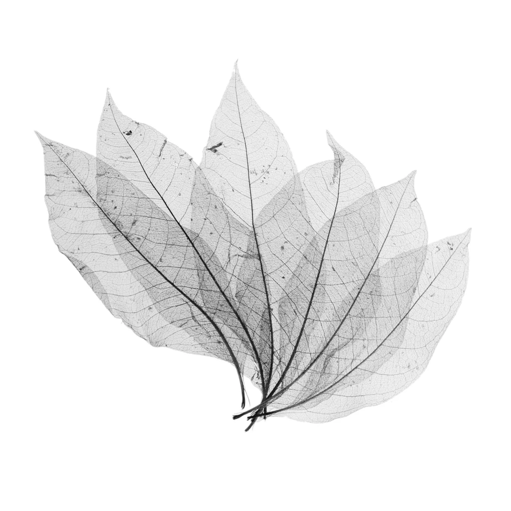 100 Pieces Magnolia Skeleton Leaf Leaves Scrapbooking Embellishment For Card Making Decoration Black Coffee 100 Pieces Magnolia Skeleton Leaf Leaves Scrapbooking Embellishment For Card Making Decoration Black Coffee