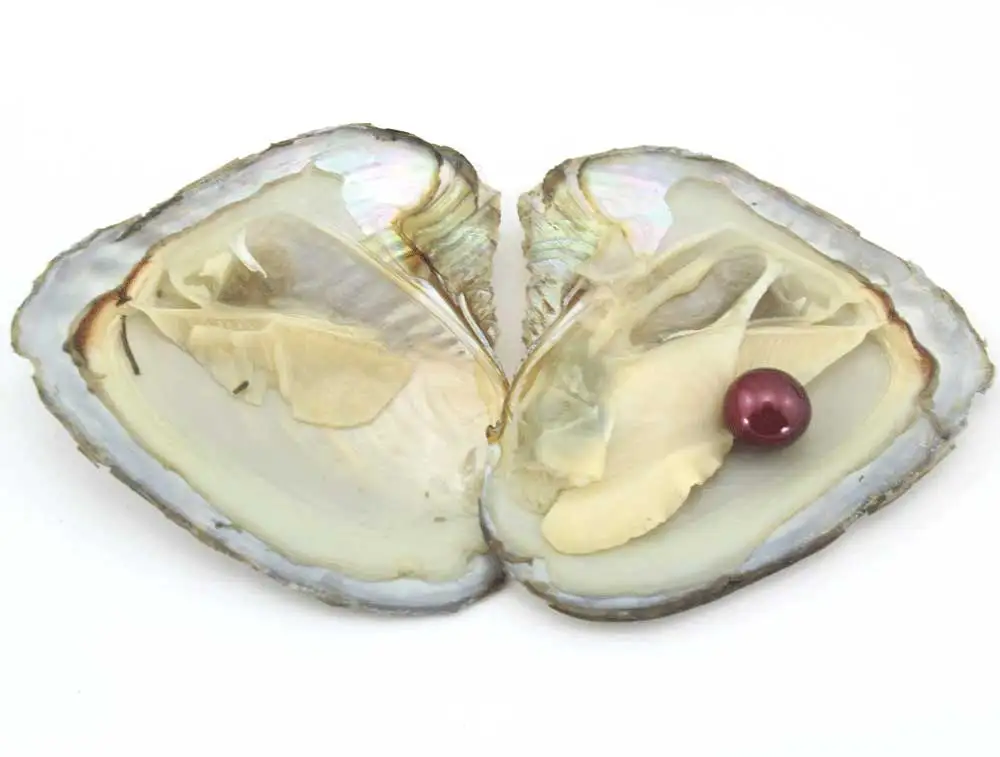 

New Arrival 5Pcs Edison Pearls Natural Freshwater Pearls One Pearl Beads in One Oysters Birthday Jewelry Women Gifts EE2011